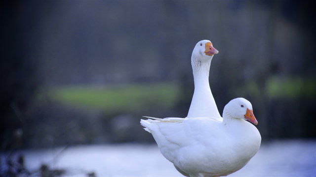 Goose sit down in front other goose 4K