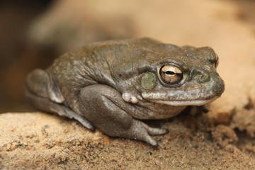 Colorado river toad (Incilius alvarius).
