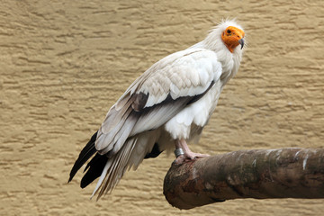 Egyptian vulture (Neophron percnopterus).