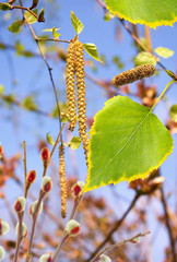 Naklejka premium &nbsp; leaves in the garden