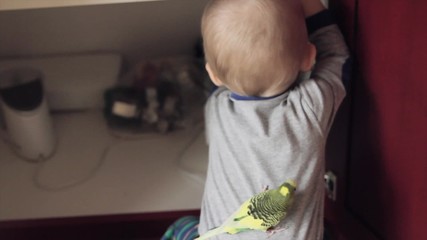 toddler boy playing with his pet parakeet in kitchen