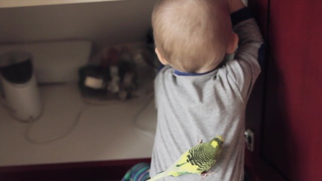 toddler boy playing with his pet parakeet in kitchen