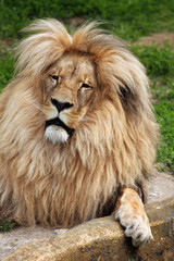 Katanga lion (Panthera leo bleyenberghi).