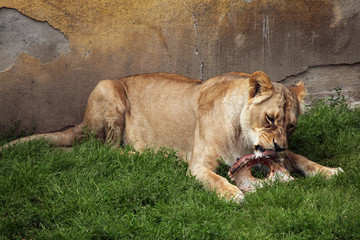Obraz na płótnie Canvas Katanga lion (Panthera leo bleyenberghi).
