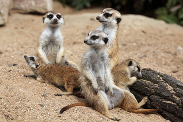 Meerkat (Suricata suricatta), also known as the suricate.