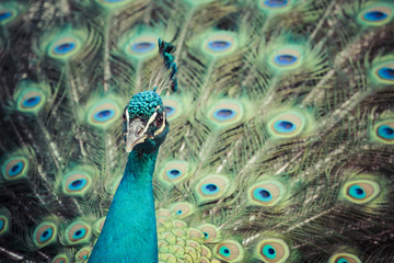 Portrait of beautiful peacock with open tail