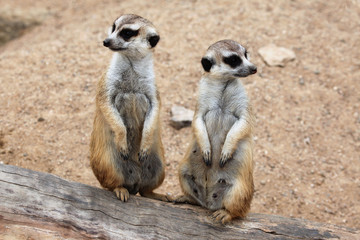 Meerkat (Suricata suricatta), also known as the suricate.