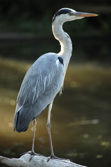 Great blue heron (Ardea herodias)