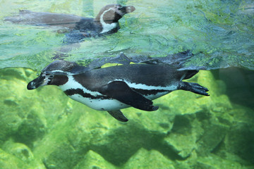 Naklejka premium Humboldt penguin (Spheniscus humboldti).