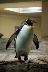 King penguin (Aptenodytes patagonicus).