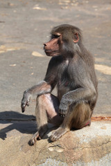 Hamadryas baboon (Papio hamadryas).