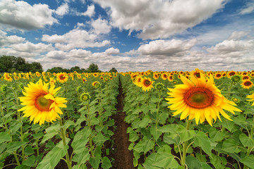 Sunflower field. Blue sky. Clouds