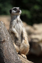 Meerkat (Suricata suricatta), also known as the suricate.