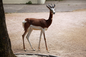 Mhorr gazelle (Nanger dama mhorr).
