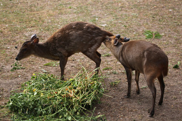 Chinese muntjac (Muntiacus reevesi), also known as the Reeves's