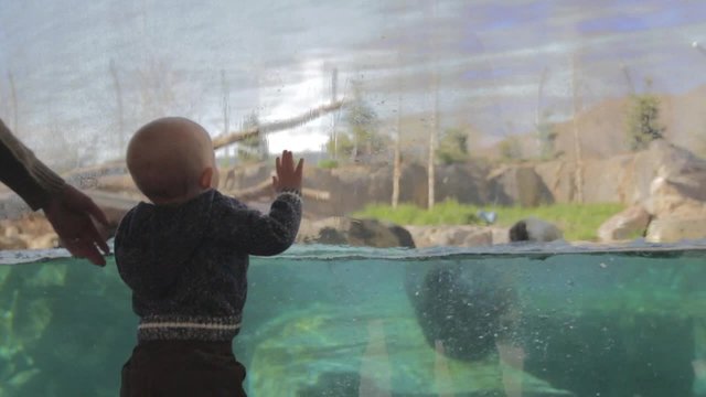 a baby boy watching a polar bear swim