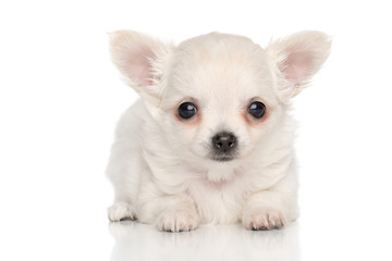 Chihuahua puppy