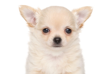 Long haired Chihuahua puppy