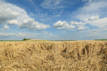 Agriculture, wheat harvest, damaged field before harvest