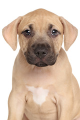 American Staffordshire terrier puppy