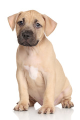 Amstaff puppy