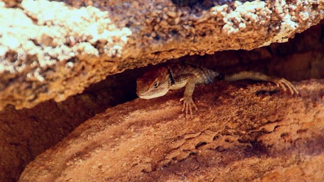 Lizard resting in shade