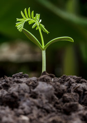 Small plant seedling