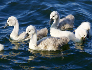 Five young mute swans are swimming