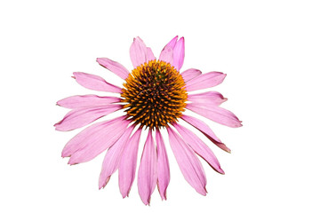 Naklejka premium Large flower pink