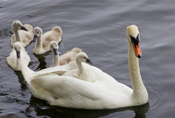 The swan and her five chicks are swimming in the lake
