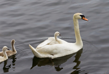 Fototapeta premium The mother-swan and her chicks are swimming in the lake