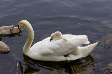 The cute chick likes to ride on the back of her mother-swan