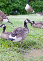 Naklejka na ściany i meble The family of young cackling geese on the grass field