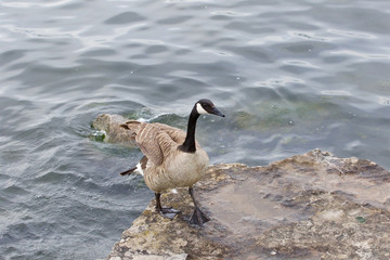 Beautiful cackling goose is going on the rock