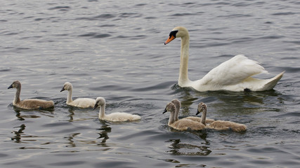 The family of the swans is swimming together in the lake