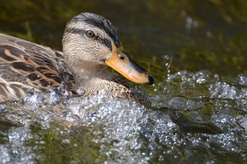 canard


