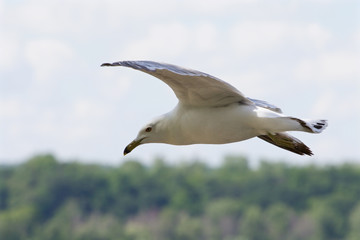 The confident gull in the flight with the trees and sky on the background