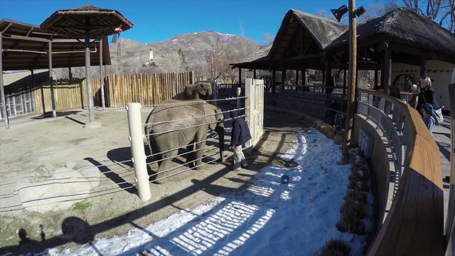 Elephant trainer at the zoo