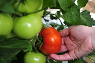 Red and green tomatoes on plant 