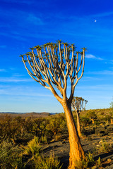 Köcherbaum (Aloe dichotoma), Köcherbaumwald