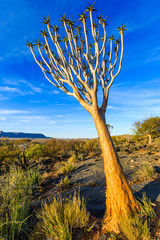 Köcherbaum (Aloe dichotoma), Köcherbaumwald