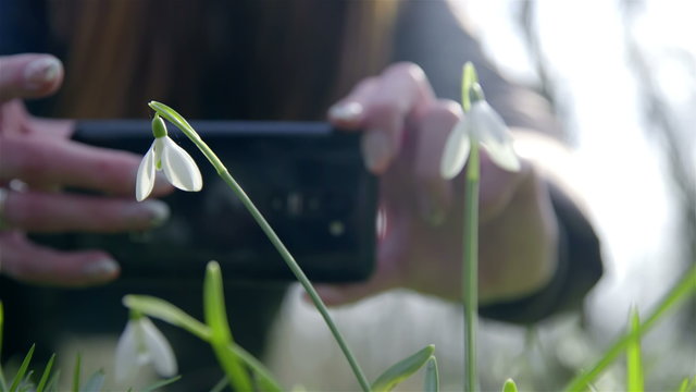 Person taking picture of snowdrops close up