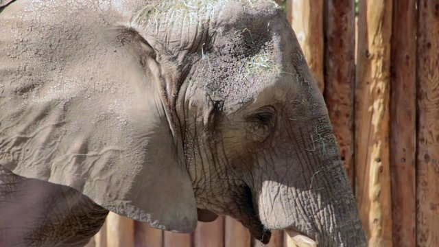 Elephant at the Zoo