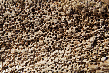 Texture of perforated stone