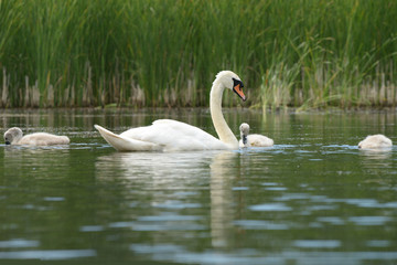 Mute Swan with nestlings