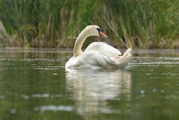 Mute Swan