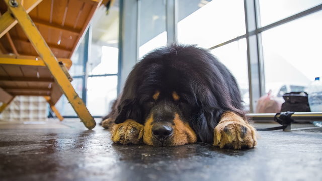Tibetan mastif dog resting