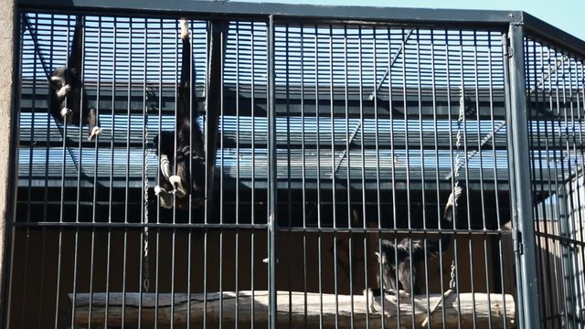 monkeys in captivity at the zoo