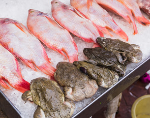 fresh fish on ice market in Thailand