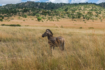 Naklejka na ściany i meble Zebra. Pilanesberg national park. South Africa. 